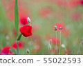 花罌粟 55022593