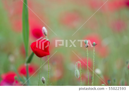 花罌粟 55022593