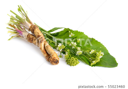 Horseradish, Armoracia rusticana, Cochlearia 55023460