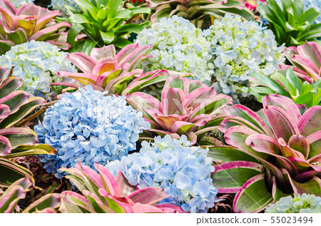 Beautiful hydrangea flower and nature plant. 55023494