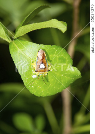 Esakimon stink bug Esakimon stink bug 55024379
