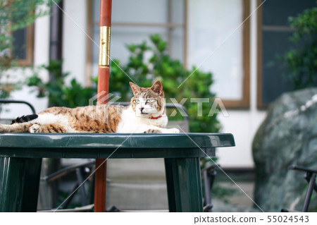 Cat cat temple relaxing in the table (Echizen City, Fukui Pref. Cat cat temple relaxing in the table (Echizen City, Fukui Pref. 55024543