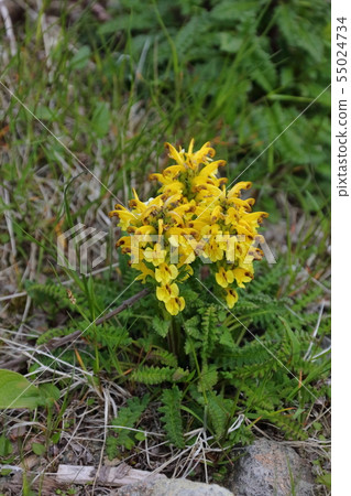 Kibana Shiogama _在白雲岳避難所附近 Kibana Shiogama _在白雲岳避難所附近 55024734