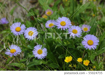 Miyama Azusa Magi _在Shirakudake避難所附近 55024735