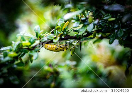 Red-winged Butterfly Sanae Endangered Species Red-winged Butterfly Sanae Endangered Species 55024990