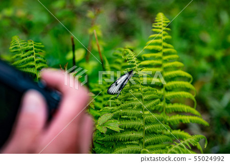 Miyama White Butterfly Endangered Species 55024992