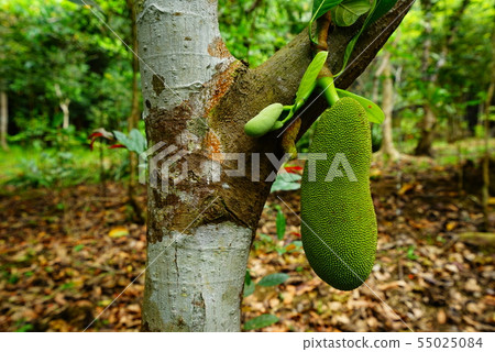 菠蘿蜜菲律賓 菠蘿蜜菲律賓 55025084