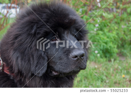 Cute newfoundland puppy close up. Pet animals. 55025233