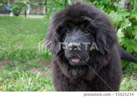 Cute newfoundland puppy is sitting on green grass. 55025234