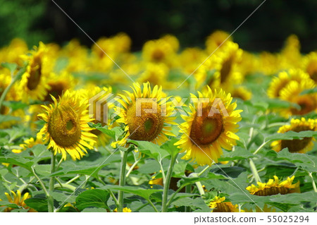 Flower of the sun Flower of the sun 55025294