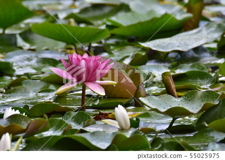 Water lily 55025975