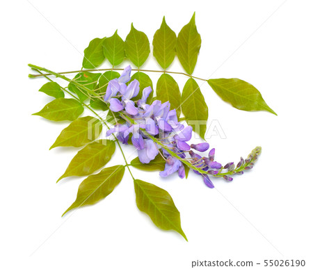 Wisteria sinensis or Chinese wisteria isolated on 55026190