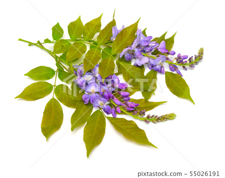 Wisteria sinensis or Chinese wisteria isolated on Wisteria sinensis or Chinese wisteria isolated on 55026191