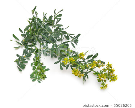 Ruta commonly known as rue Ruta graveolens rue or 55026205