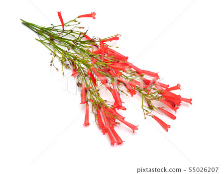 Russelia equisetiformis, commonly known as 55026207