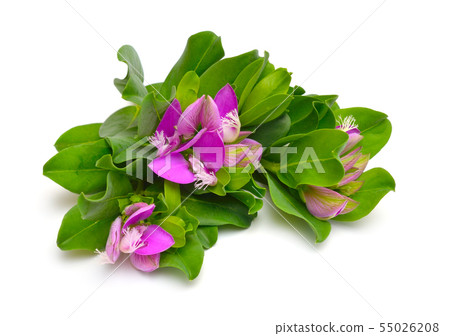 Polygala myrtifolia or myrtle-leaf milkwort 55026208