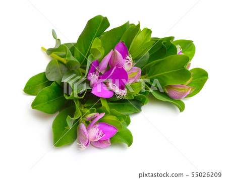 Polygala myrtifolia or myrtle-leaf milkwort 55026209