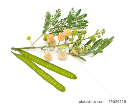 Leucaena leucocephala, Common names include white Leucaena leucocephala, Common names include white 55026226