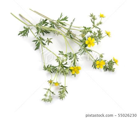 Potentilla or barren strawberries plant with Potentilla or barren strawberries plant with 55026230