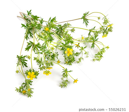 Potentilla or barren strawberries plant with 55026231