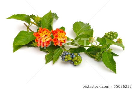 Lantana, common names are shrub verbenas or Lantana, common names are shrub verbenas or 55026232