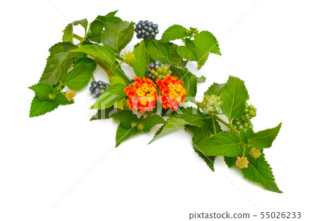 Lantana, common names are shrub verbenas or Lantana, common names are shrub verbenas or 55026233