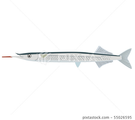 鱵科 鱵科 55026595