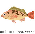 石斑魚 55026652