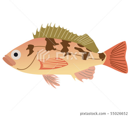 石斑魚 55026652