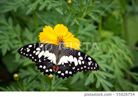 Image of lime butterfly(Papilio demoleus). Insects 55026754