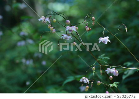 它在陰涼處悄然綻放 55026772