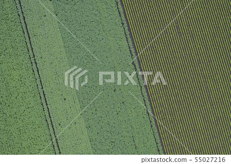 該字段的模式 55027216