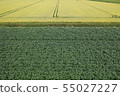 Pattern of the field 55027227