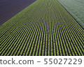 Pattern of the field 55027229