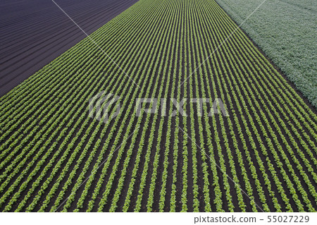 Pattern of the field 55027229