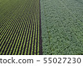 Pattern of the field 55027230