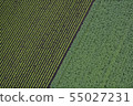 Pattern of the field 55027231