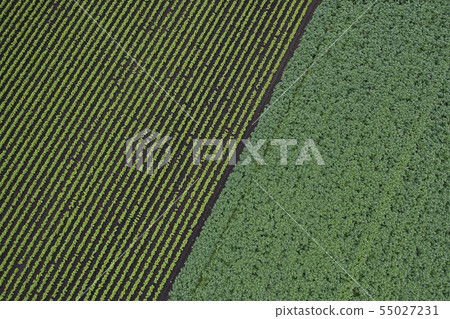 該字段的模式 55027231