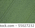 Potato field 55027232