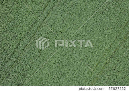 Potato field 55027232