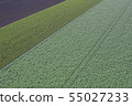 Pattern of the field 55027233