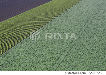 該字段的模式 55027233