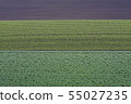 Pattern of the field 55027235