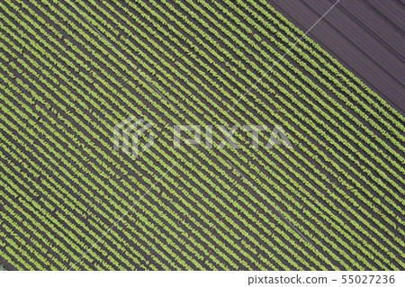 Pattern of the field 55027236