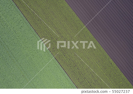 該字段的模式 55027237