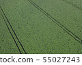 Potato field 55027243
