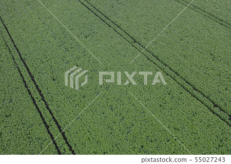 Potato field 55027243