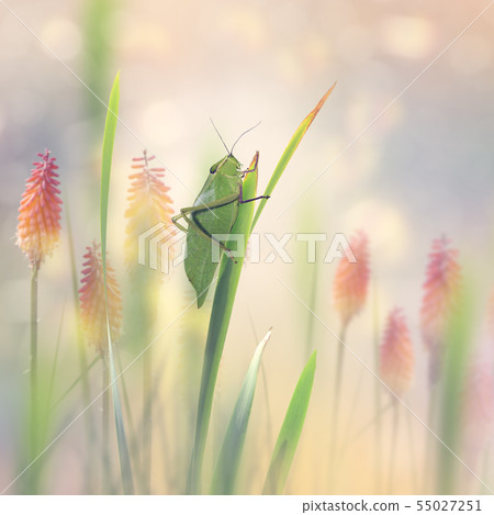 Green Leaf Grasshopper in the garden 55027251