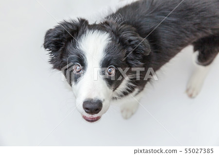 Funny studio portrait of cute smilling puppy dog border collie isolated on white background. Pet 55027385