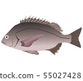 黑鯛 55027428